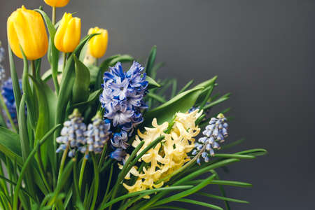 Easter composition of spring flowers. Yellow tulips, hyacinths, blue muscari on grey background. Holiday decoration. Spaceの写真素材