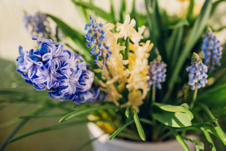 Spring fragrant flowers. Yellow hyacinths, blue muscari grow in pot at home. Close up of plants.の写真素材