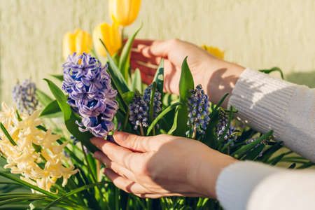 Bouquet of spring flowers. Woman holding yellow tulips, hyacinths, blue muscari. Holiday decor. Spring moodの写真素材