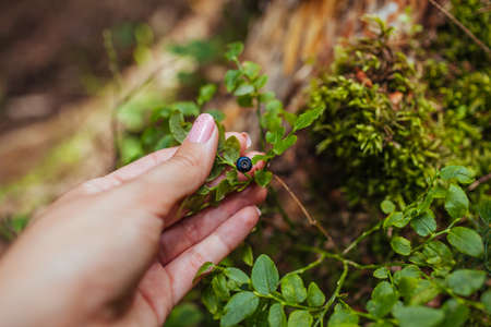 Woman picking wild bilberries or blueberries in summer forest. Close up of fruit growing on plant