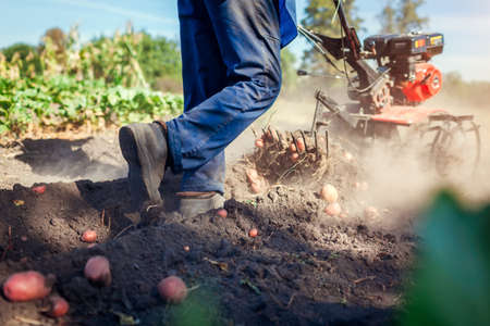 Farmer driving small tractor for soil cultivation and potato digging. Autumn harvest potato picking. Gathering fall crop in countrysideの写真素材