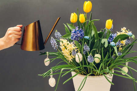 Easter egg pot with spring flowers. Watering yellow tulips, hyacinths, blue muscari with watering...