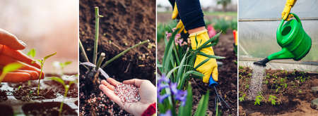 Spring agriculture gardening collage. Fertilizing planting growing seedlings taking care of flowers watering sprouts in greenhouseの写真素材