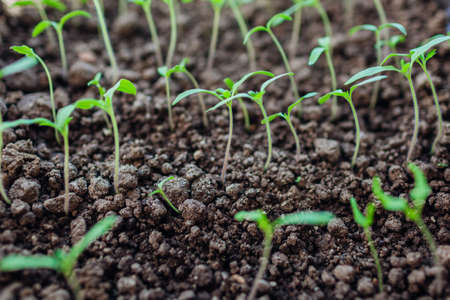 Growing tomato seedlings in pots at home. Spring gardening. Agriculture and eco farming.