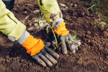 Planting hellebores flowers in spring garden. Gardener covers plant with soil wearing gloves...