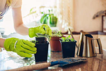 Gardener planting foxglove seedlings in small containers at home. Spring seasonal work. Growing flowers from seedsの写真素材