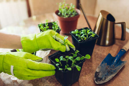 Gardener planting foxglove seedlings in small pots at home. Spring seasonal work. Growing flowers from seedsの写真素材