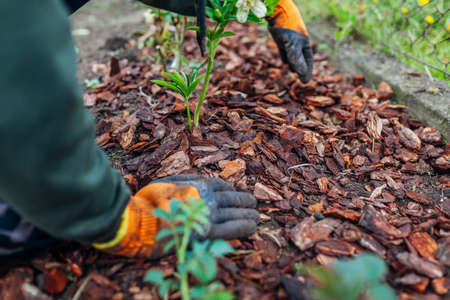 Gardener mulching spring garden with pine wood chips mulch. Man puts bark around plants on flowerbed wearing gloves. Soil protectionの写真素材