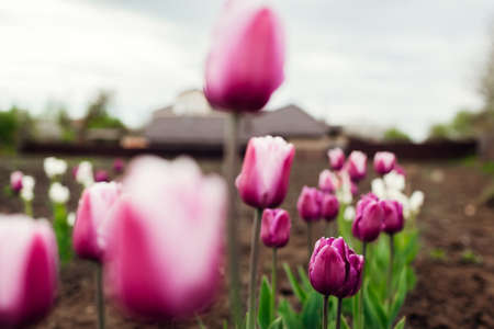 Close up of purple tulips growing in spring garden. Purple flag and Argos variety. Flowers blooming on flowerbed in mayの写真素材