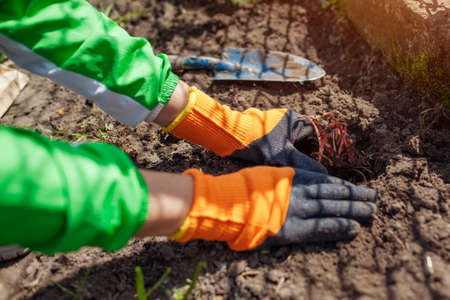 Planting astilbe tubers in spring garden using shovel. Gardener covers plant with soil wearing...