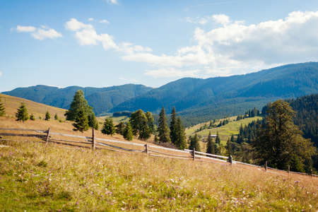 Beautiful view of Carpathian mountains. Summer ukrainian landscape. Blue sky above wild nature. Fir...
