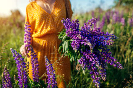 Close up of bouquet of lupin flowers in straw bag. Woman walking in summer meadow wearing yellow clothes picking blooms.の写真素材