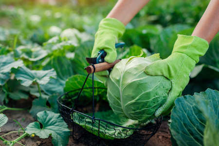 Gardener picking cabbage in summer garden, cutting it with pruner and putting vegetable crop in basket Organic vegetables harvest. Close up of healthy foodの写真素材