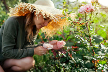 Gardener woman smells pink rose Abraham Darby blooming in summer garden. English David Austin selection roses flowers.の写真素材