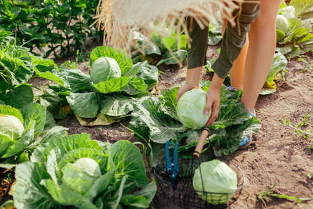 Young woman gardener picking cabbage in summer garden putting vegetable crop in basket. Organic vegetables harvest. Healthy foodの写真素材
