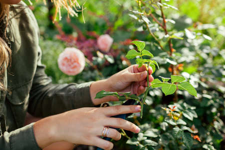 Propagation of roses. Gardener holding rose stem cutting in summer garden. Plant reproduction. Woman...