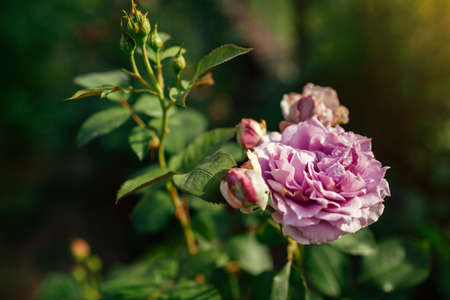 Lavender purple rose Novalis blooms in summer garden. Close up of flower. Kordes german selectionの写真素材