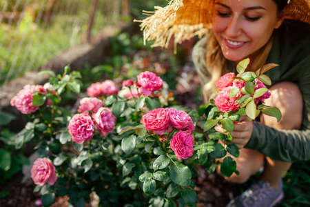 Leonardo da Vinci pink rose blooming in summer garden. Gardener woman enjoys blossom. Meilland selection roses flowersの写真素材