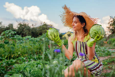 Woman gardener picking cabbage in summer garden putting vegetable crop in basket. Healthy food harvestの写真素材