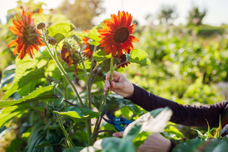 Woman gardener picks orange sunflowers in summer garden using pruner. Cut flowers harvest for bouquetsの写真素材