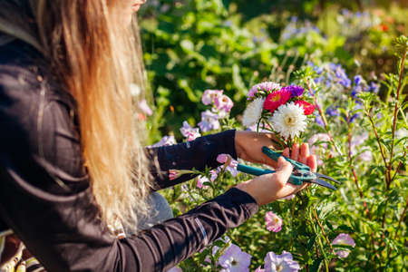 Gardener picked bunch of asters in summer garden using pruner tool. Cut flowers harvest for bouquets
