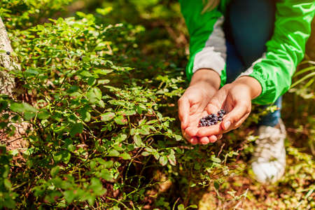 Woman picking wild bilberries in summer forest in Carpathian mountains. Handful of tiny dark blue berries for snack.の写真素材