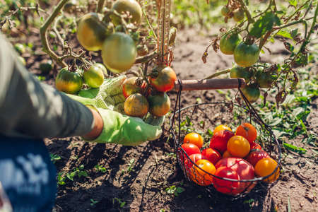 Woman farmer putting tomatoes in basket on summer farm. Picking fall crop of vegetables. Harvesting...