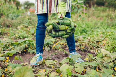 Farmer holding basket full of cucumbers. Gardener harvesting vegetables. Summer crop. Growing healthy organic food. Agricultureの写真素材