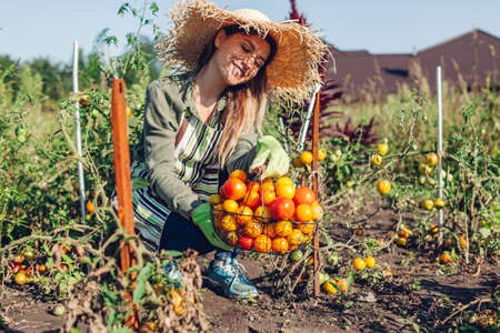 Woman farmer holding basket of tomatoes in summer garden. Picking fall crop of vegetables. Harvesting time on eco farmの写真素材