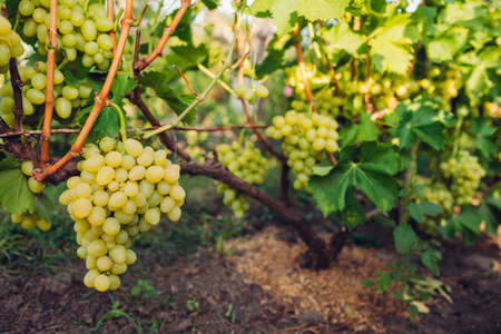 Autumn crop of table grapes on ecological farm. Green delight grapes hanging in garden. Harvestingの写真素材