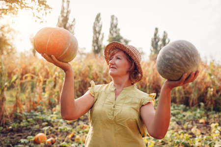 Senior woman farmer picking autumn crop of pumpkins on farm. Agriculture. Thanksgiving and Halloween preparationの写真素材