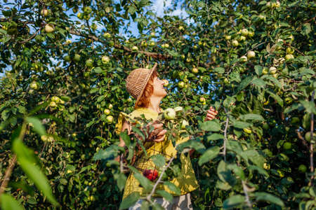 Senior woman gathering ripe organic apples in summer orchard. Farmer putting fruits in metal basketの写真素材