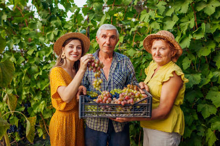 Farmers picked harvest of grapes on family farm. Senior people and adult daughter holding crate with grapes.の写真素材