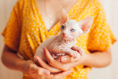 Woman holding Canadian sphynx in hands. Cat with blue eyes looking at camera. Hairless petの写真素材