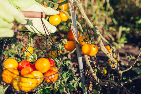 Woman farmer putting yellow tomatoes in basket on summer farm. Picking fall crop of vegetables. Harvesting time on eco farmの写真素材
