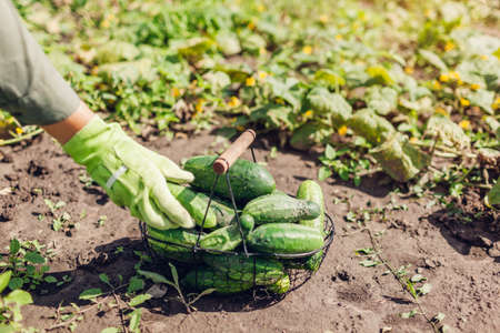Woman farmer harvesting cucumbers in kitchen garden. Gardener puts vegetables in basket. Growing...