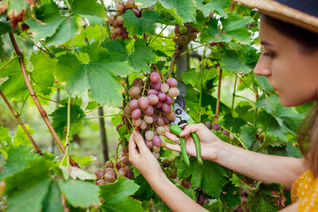 Farmer gathering crop of grapes on ecological farm. Woman cutting table grapes livia with pruner. Gardening, farming conceptの写真素材