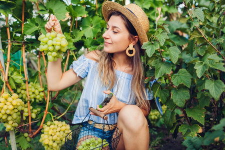 Farmer gathering crop of grapes on ecological farm. Woman cutting Arkadia table grapes with pruner and puts it in basket. Gardening, farming conceptの写真素材