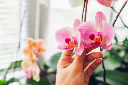 Woman enjoys orchid flowers on window sill. Girl taking care of home plants. Orange Golden apple and pink Narnonne bloomingの写真素材