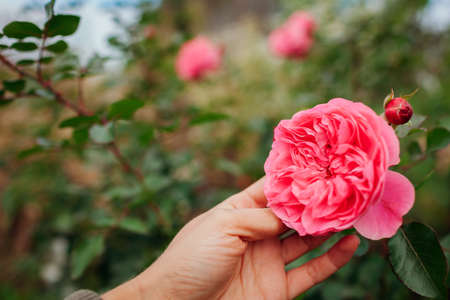 Leonardo da Vinci hot pink rose blooming in summer garden. Meilland selection roses flowers. Gardener holding bloomの写真素材