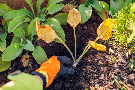 Autumn planting of hosta shade tolerant plant in fall garden. Gardener puts plant in soil on flower...