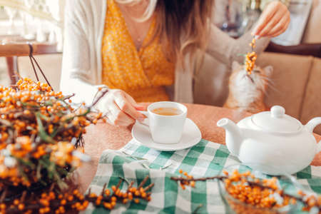 Woman playing with cat while drinking sea buckthorn tea on kitchen at home. Pet helping with fall harvestの写真素材