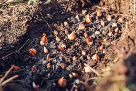 Tulip bulbs fall planting. Gardener puts bulbs in soil with ash. Autumn gardening workの写真素材