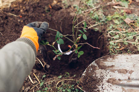 Gardener planting rose bush into soil outdoors using shovel tool. Autumn fall garden work. Putting roots in holeの写真素材