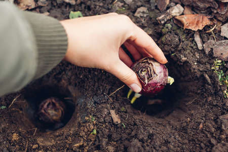 Hyacinth bulbs fall planting. Gardener puts purple bulb with fresh side shoots in holes in soil....