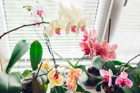 Colorful orchids blooming on window sill. Yellow, pink, white healthy home flowers growing in blossom. Gardening hobbyの写真素材