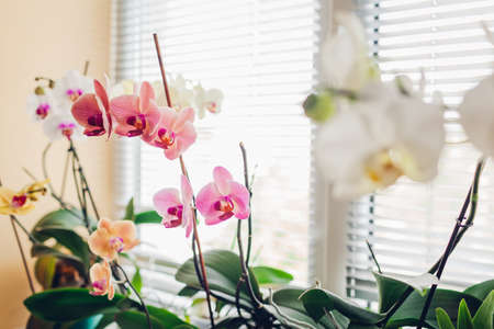 Colorful orchids blooming on window sill. Yellow, pink, white healthy home flowers growing in blossom. Gardening hobbyの写真素材