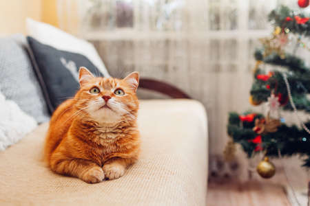 Ginger cat relaxing on couch by Christmas tree at home. Christmas and New year winter holidaysの写真素材