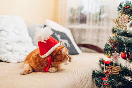 Ginger cat wears Santa's hat on couch by Christmas tree at home. Cute festive funny clothes for...