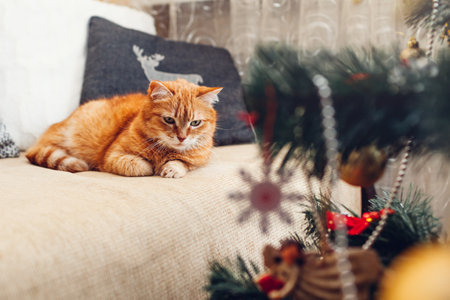 Ginger cat relaxing on couch by Christmas tree at home. Pet feeling cozy and comfortable. Christmas and New year winter holidaysの写真素材